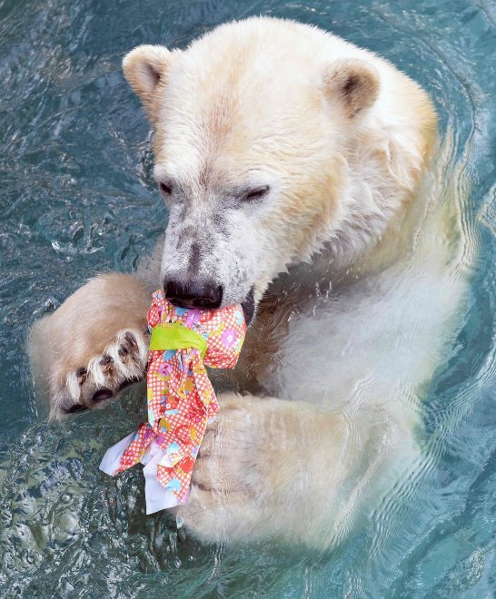 E' Pasqua anche allo zoo: uova speciali per orsi, leoni e lemuri