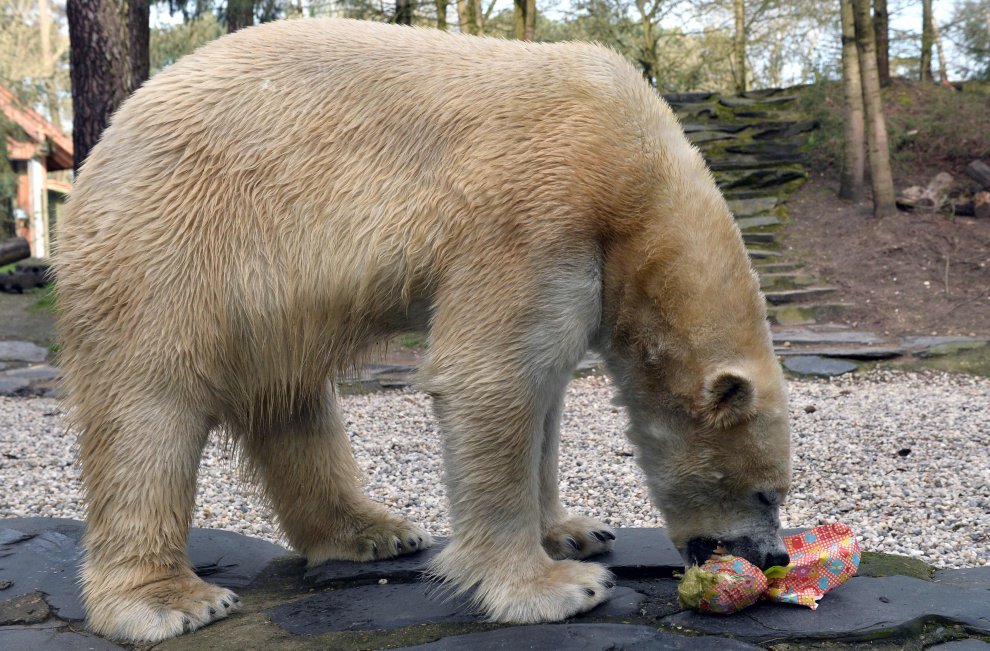 E' Pasqua anche allo zoo: uova speciali per orsi, leoni e lemuri