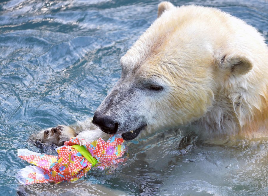 E' Pasqua anche allo zoo: uova speciali per orsi, leoni e lemuri