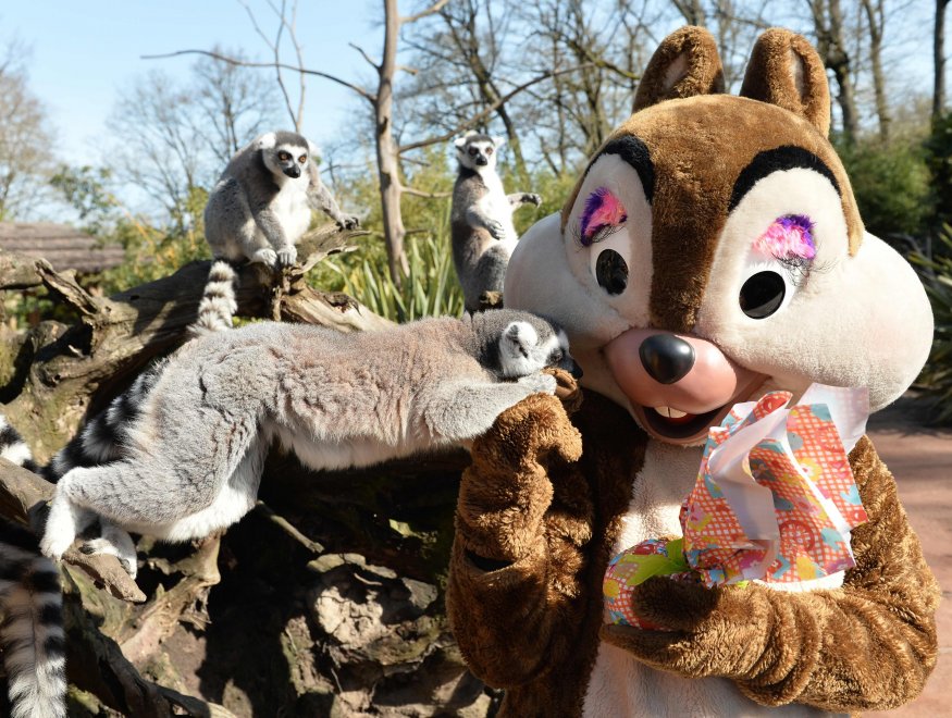 E' Pasqua anche allo zoo: uova speciali per orsi, leoni e lemuri