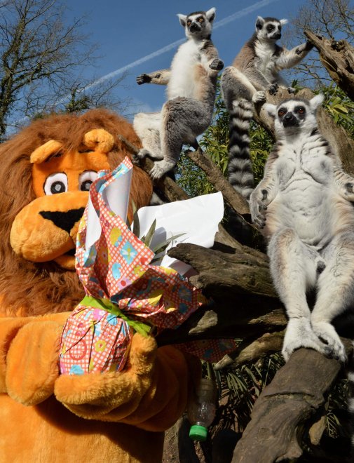 E' Pasqua anche allo zoo: uova speciali per orsi, leoni e lemuri
