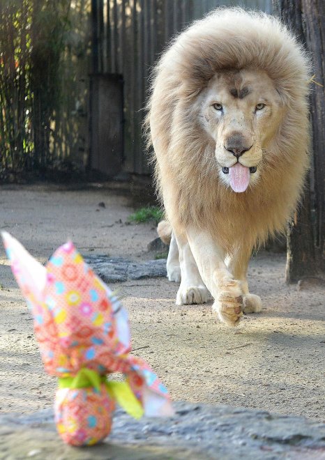 E' Pasqua anche allo zoo: uova speciali per orsi, leoni e lemuri