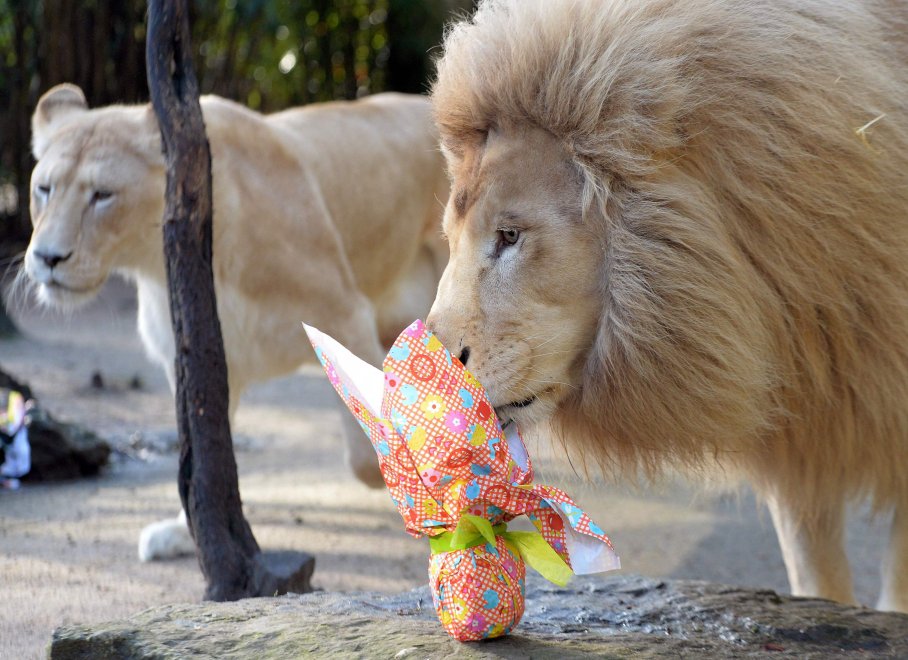 E' Pasqua anche allo zoo: uova speciali per orsi, leoni e lemuri