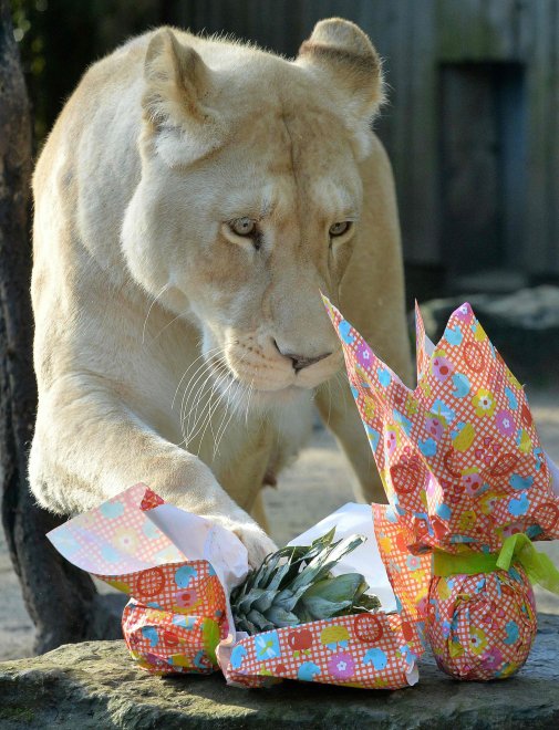 E' Pasqua anche allo zoo: uova speciali per orsi, leoni e lemuri