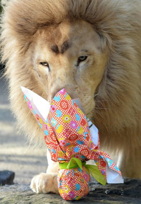 E' Pasqua anche allo zoo: uova speciali per orsi, leoni e lemuri