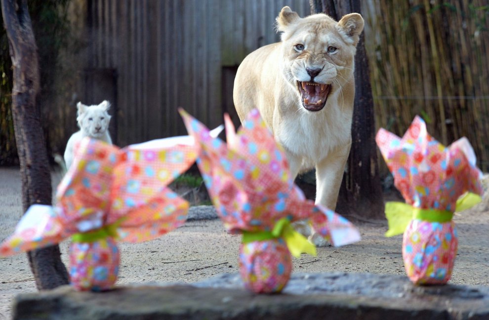 E' Pasqua anche allo zoo: uova speciali per orsi, leoni e lemuri