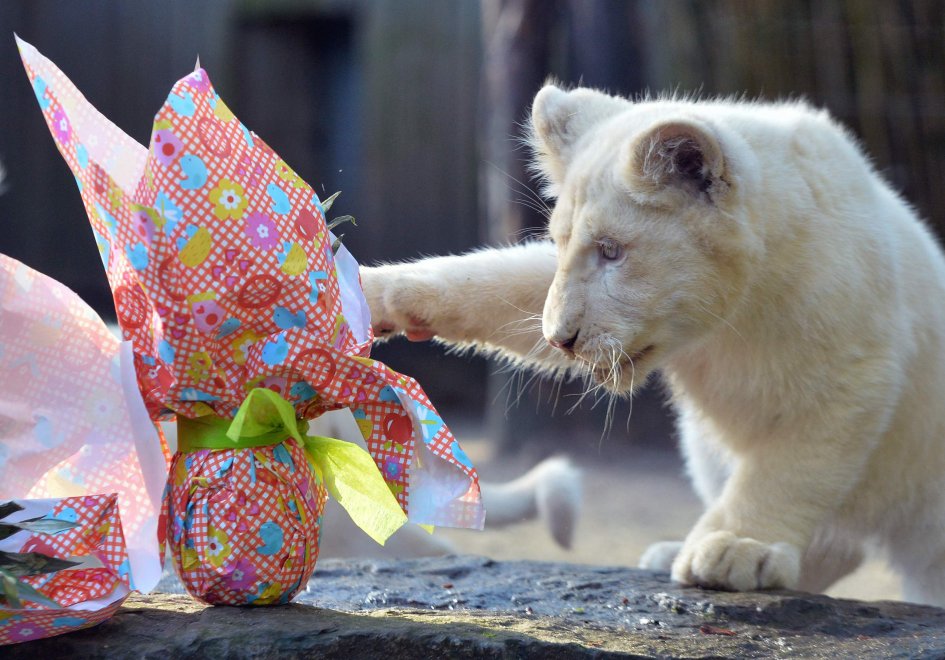 E' Pasqua anche allo zoo: uova speciali per orsi, leoni e lemuri