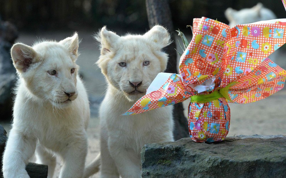 E' Pasqua anche allo zoo: uova speciali per orsi, leoni e lemuri