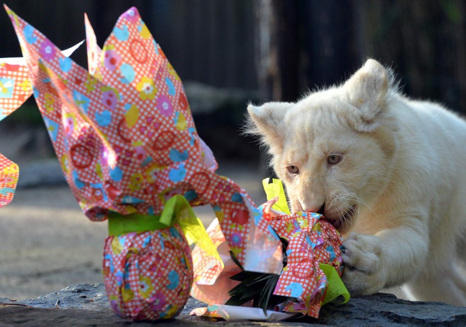 E' Pasqua anche allo zoo: uova speciali per orsi, leoni e lemuri