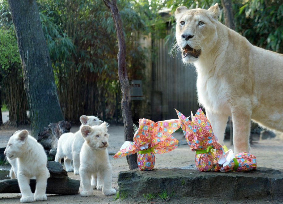 E' Pasqua anche allo zoo: uova speciali per orsi, leoni e lemuri