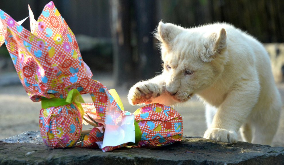 E' Pasqua anche allo zoo: uova speciali per orsi, leoni e lemuri