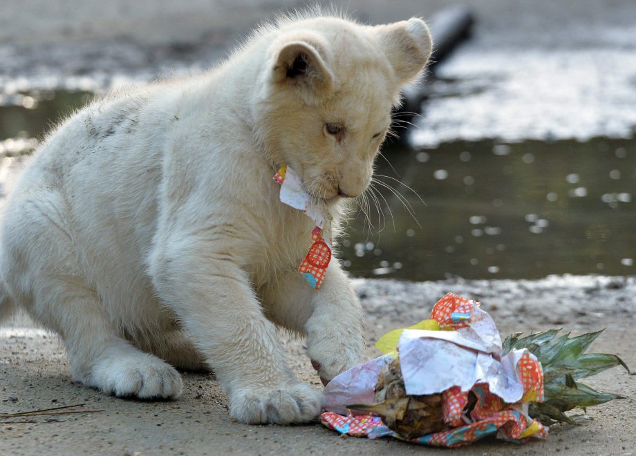 E' Pasqua anche allo zoo: uova speciali per orsi, leoni e lemuri