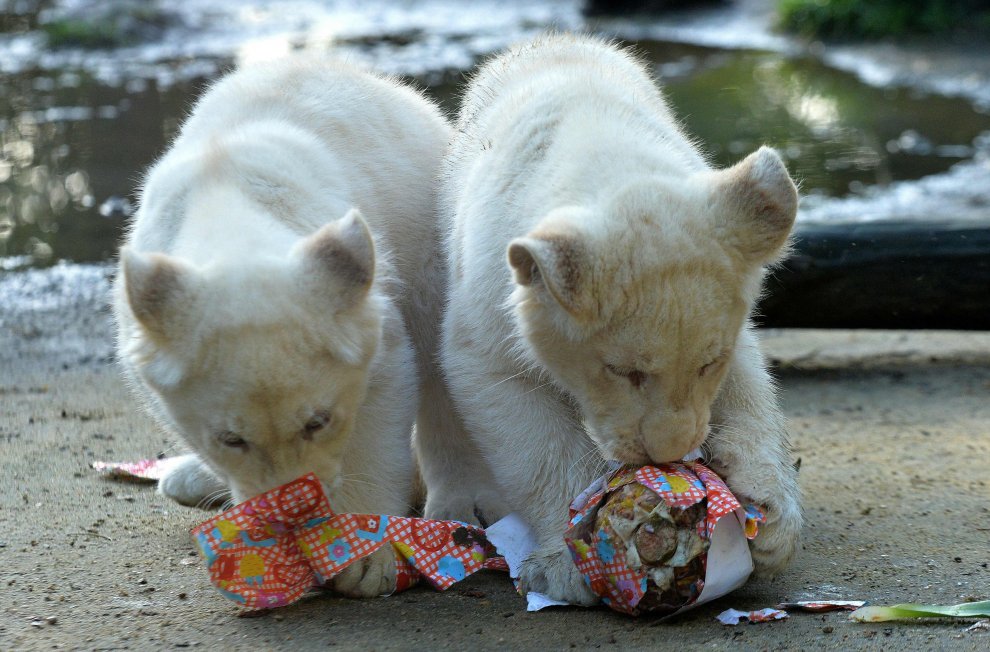 E' Pasqua anche allo zoo: uova speciali per orsi, leoni e lemuri