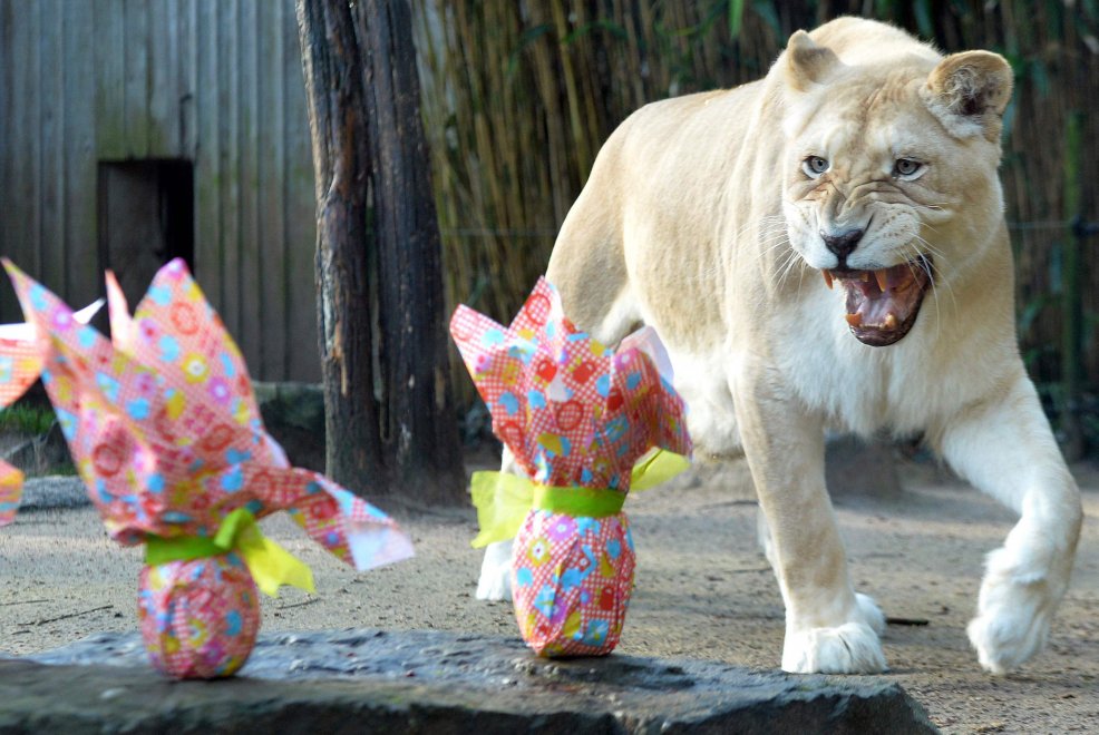 E' Pasqua anche allo zoo: uova speciali per orsi, leoni e lemuri