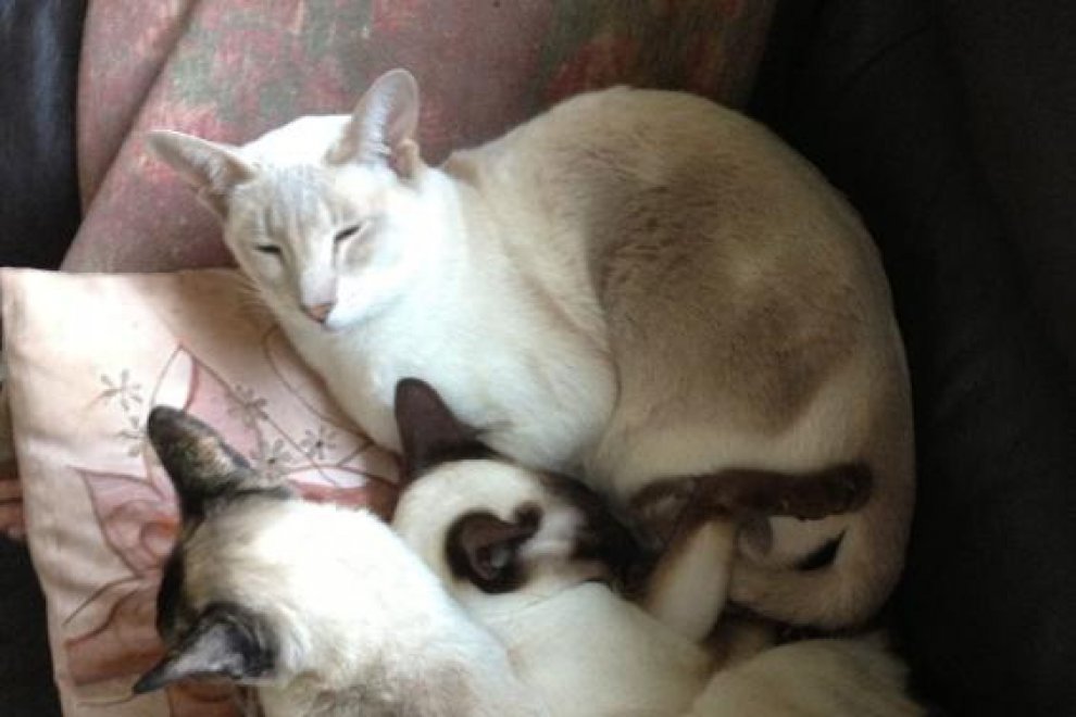 Gb, gatto sopravvive otto giorni nella scatola inviata via posta per errore la Repubblica