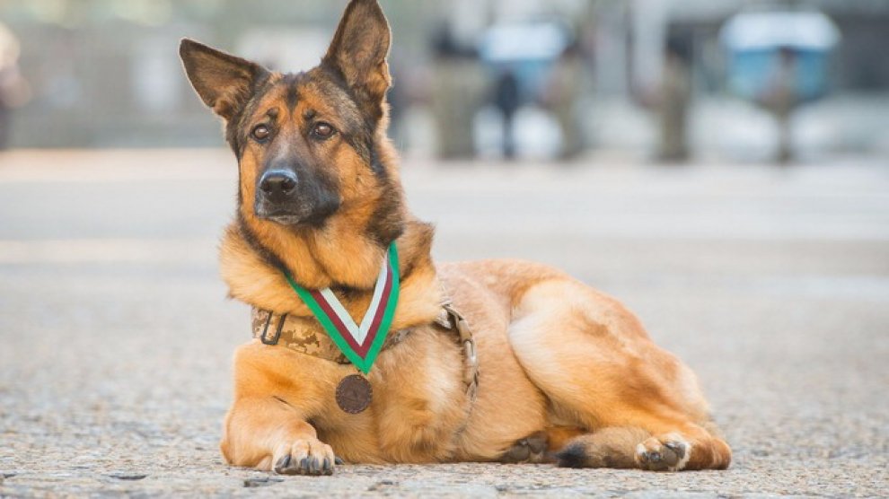 Lucca, primo cane militare dei marines premiato con medaglia al merito