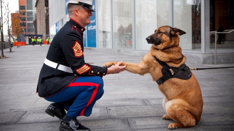Lucca, primo cane militare dei marines premiato con medaglia al merito
