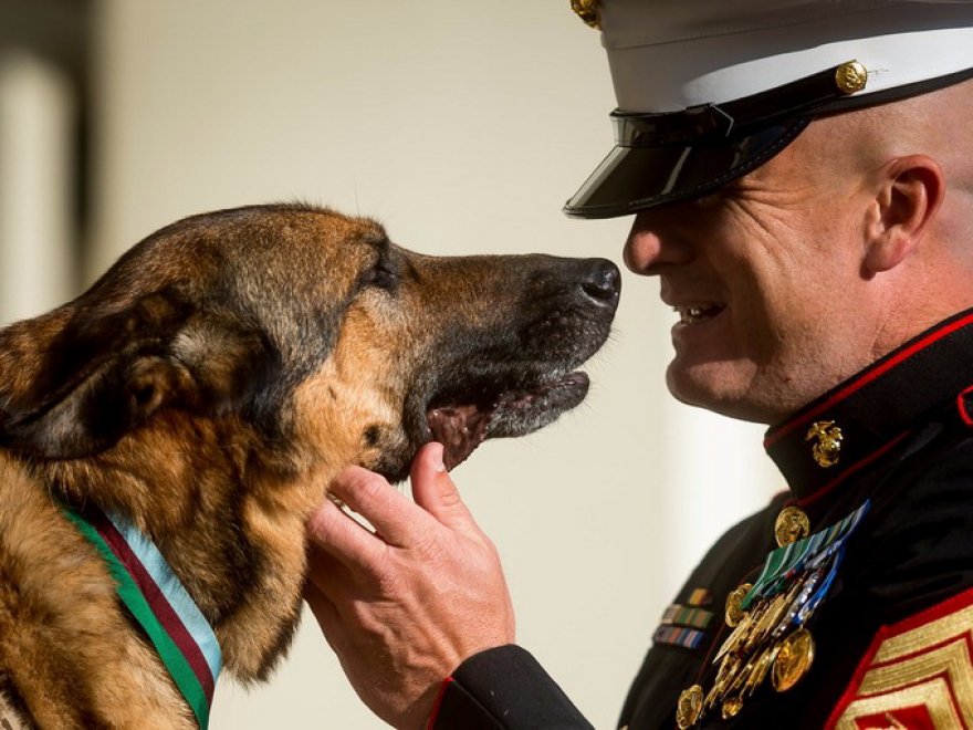 Lucca, primo cane militare dei marines premiato con medaglia al merito