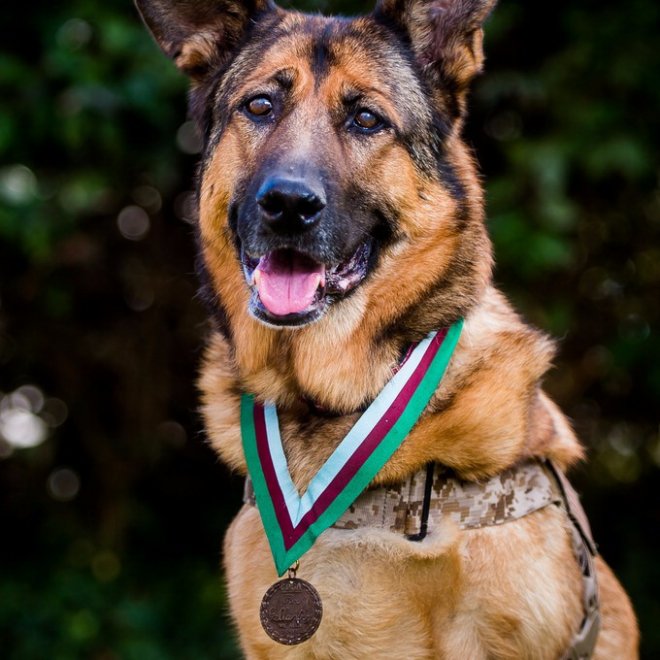 Lucca, primo cane militare dei marines premiato con medaglia al merito