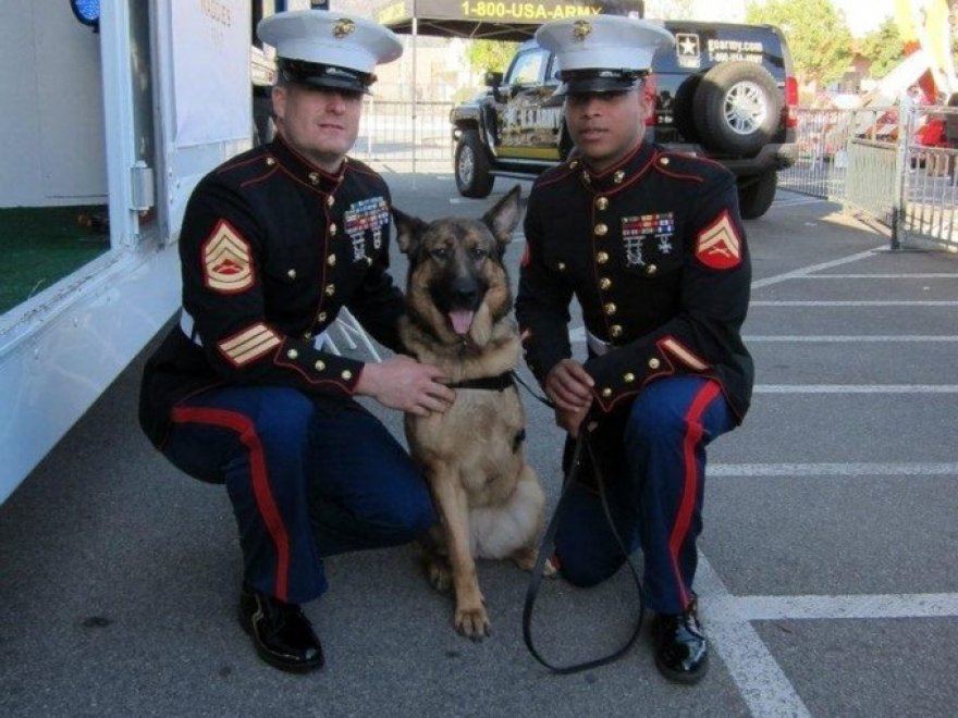 Lucca, primo cane militare dei marines premiato con medaglia al merito