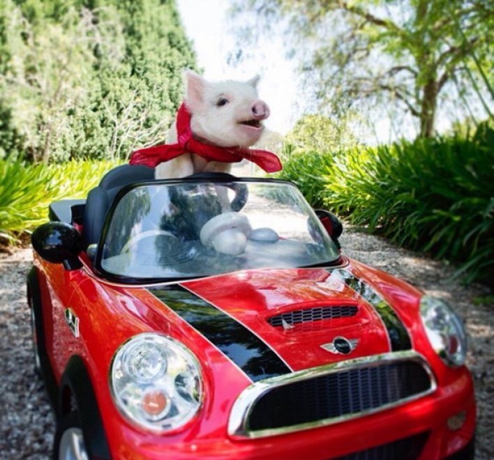 Olive, la maialina che si crede un cane
