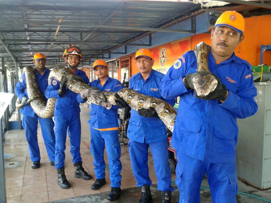Malesia, catturato pitone da record: è lungo quasi 8 metri