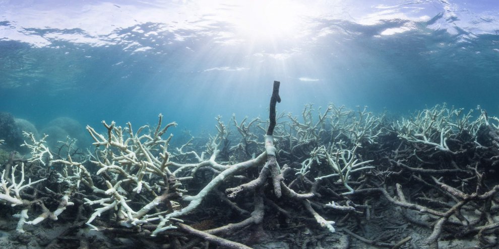 Australia, i colori della Grande barriera si spengono: è grave il pericolo sbiancamento
