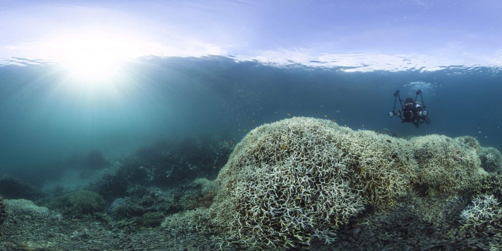 Australia, i colori della Grande barriera si spengono: è grave il pericolo sbiancamento