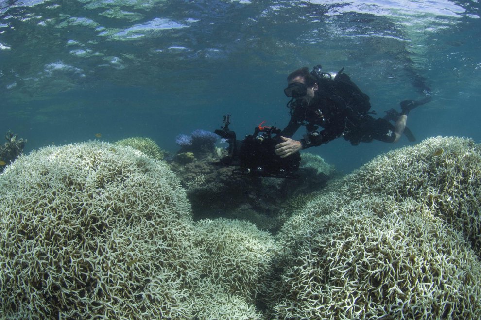 Australia, i colori della Grande barriera si spengono: è grave il pericolo sbiancamento
