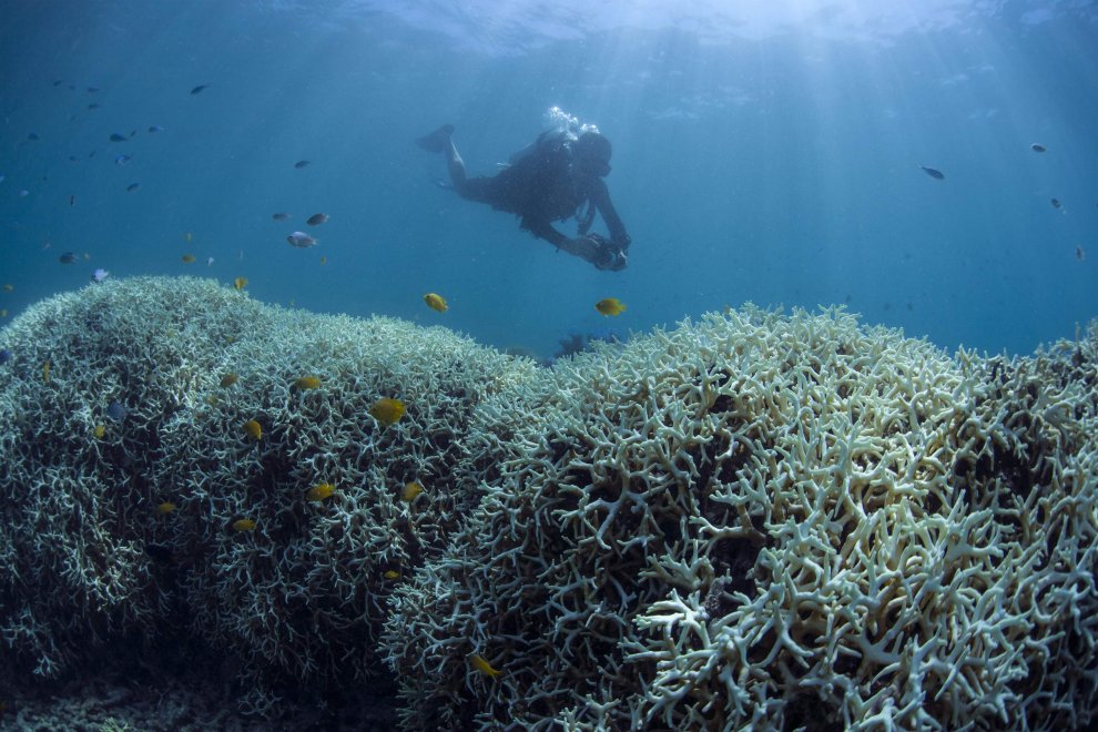 Australia, i colori della Grande barriera si spengono: è grave il pericolo sbiancamento
