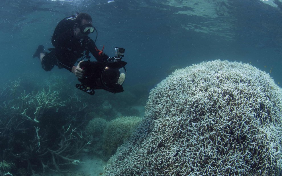 Australia, i colori della Grande barriera si spengono: è grave il pericolo sbiancamento