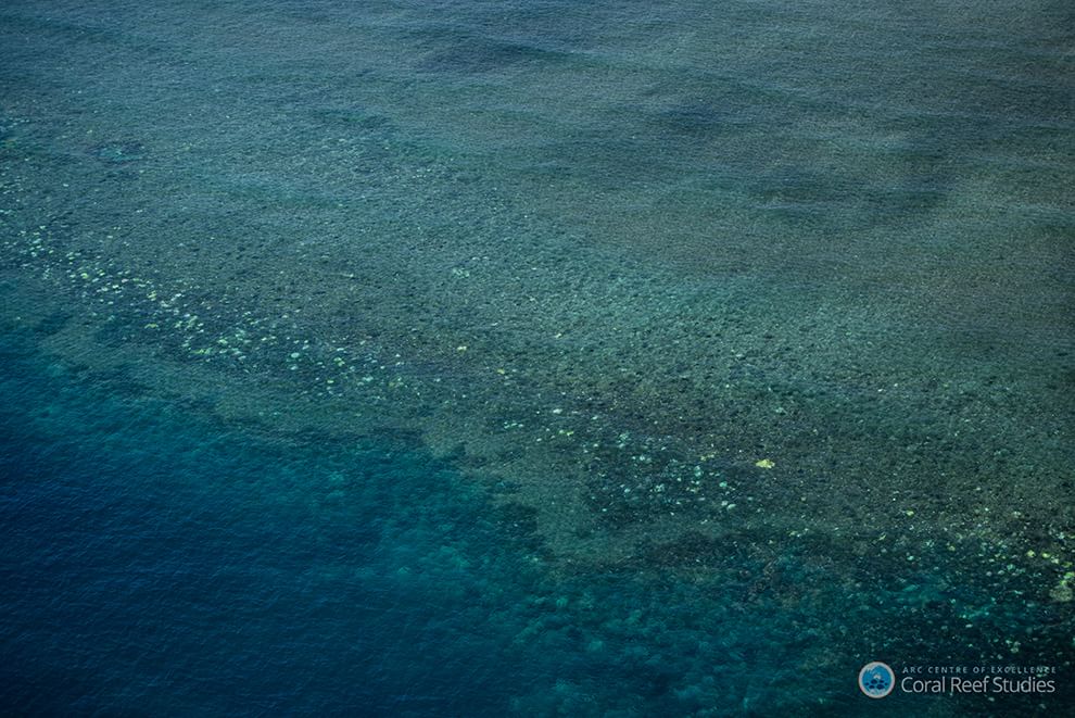 Australia, i colori della Grande barriera si spengono: è grave il pericolo sbiancamento
