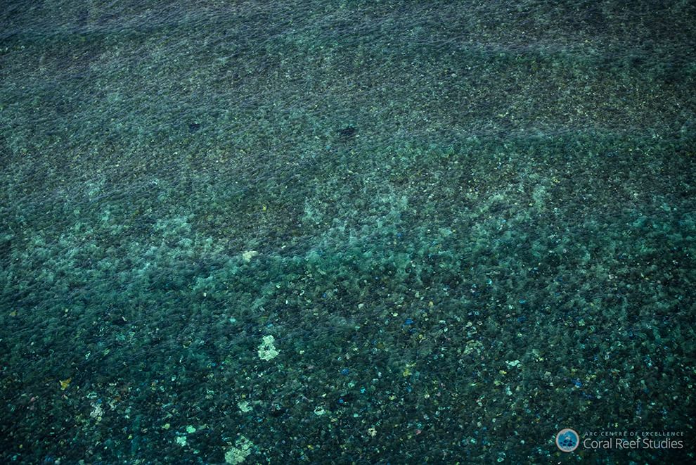 Australia, i colori della Grande barriera si spengono: è grave il pericolo sbiancamento