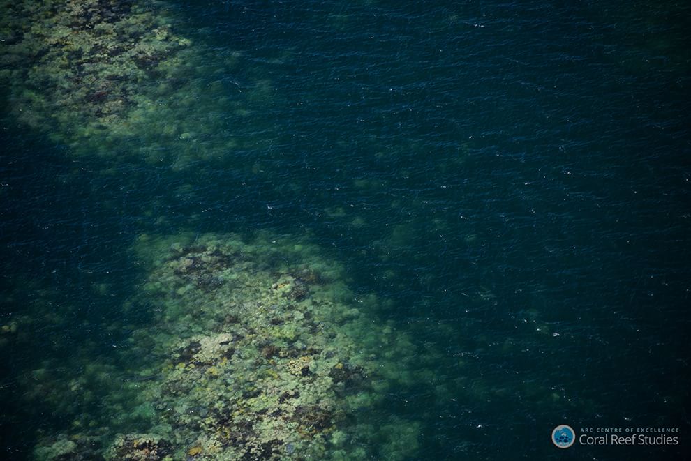 Australia, i colori della Grande barriera si spengono: è grave il pericolo sbiancamento