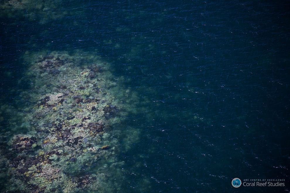 Australia, i colori della Grande barriera si spengono: è grave il pericolo sbiancamento