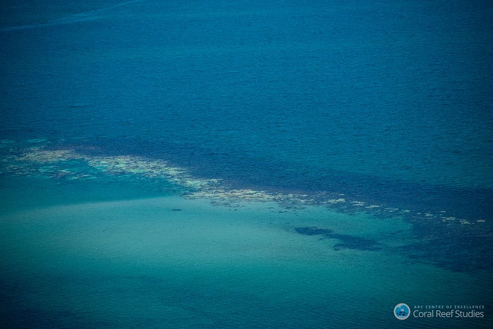 Australia, i colori della Grande barriera si spengono: è grave il pericolo sbiancamento