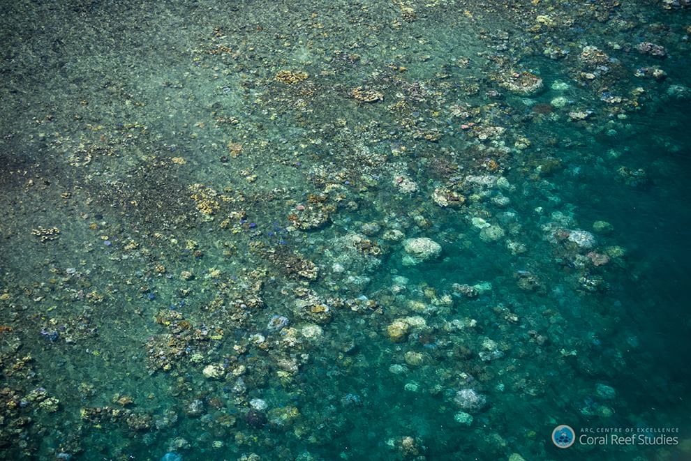 Australia, i colori della Grande barriera si spengono: è grave il pericolo sbiancamento