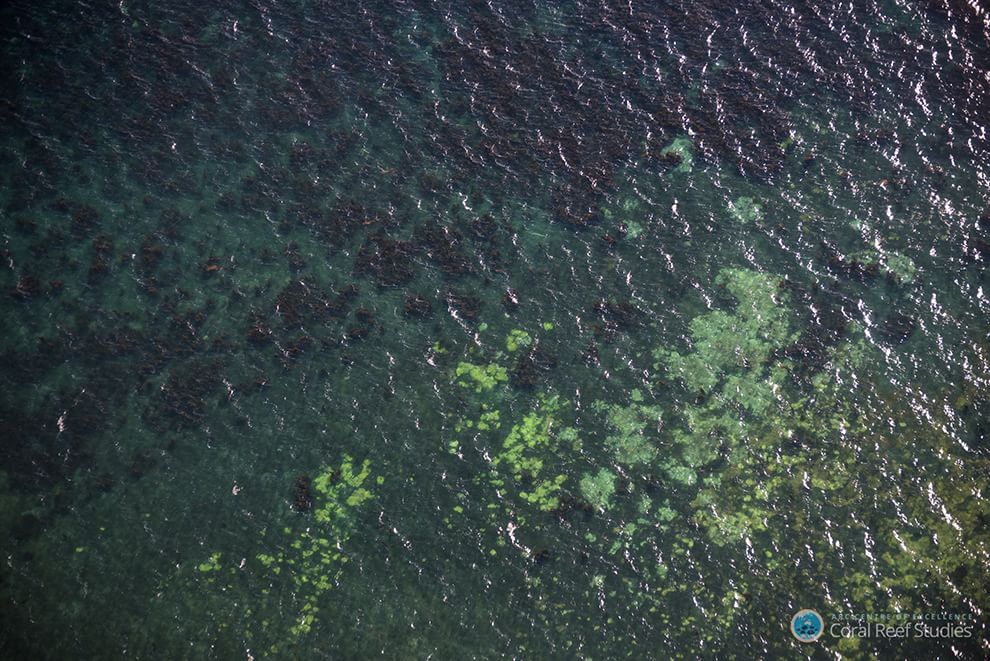 Australia, i colori della Grande barriera si spengono: è grave il pericolo sbiancamento