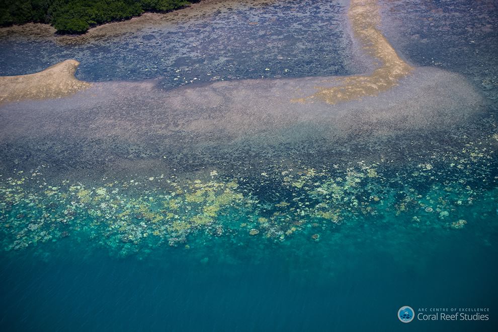 Australia, i colori della Grande barriera si spengono: è grave il pericolo sbiancamento