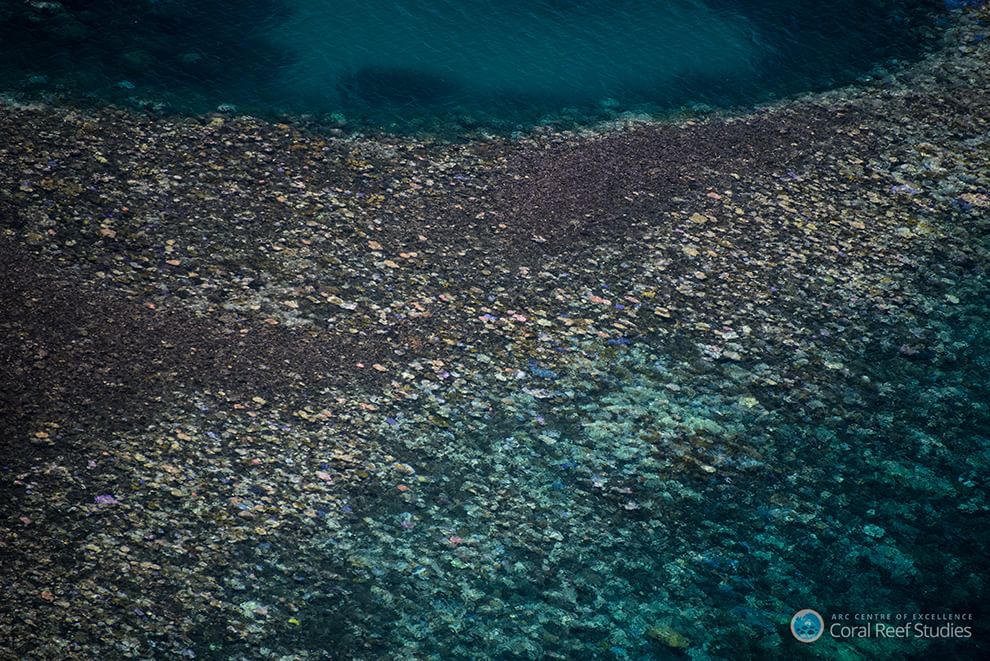 Australia, i colori della Grande barriera si spengono: è grave il pericolo sbiancamento