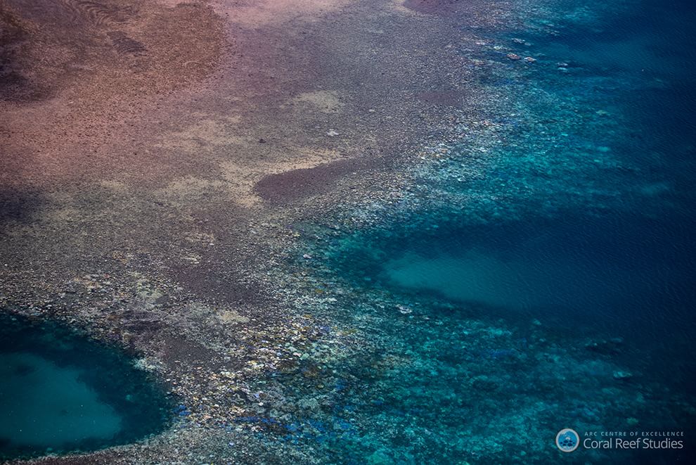 Australia, i colori della Grande barriera si spengono: è grave il pericolo sbiancamento
