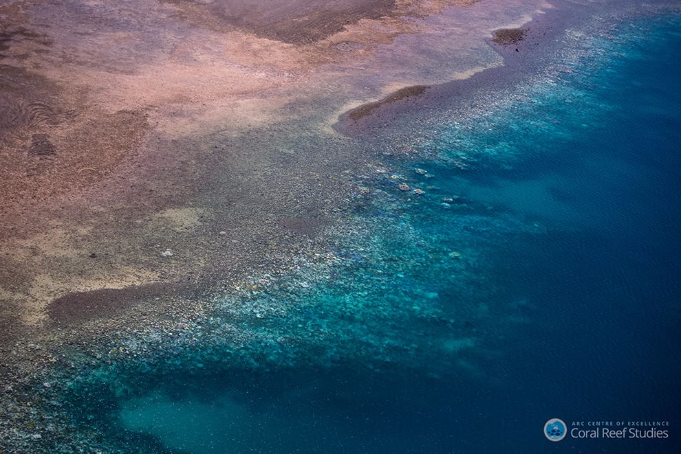 Australia, i colori della Grande barriera si spengono: è grave il pericolo sbiancamento