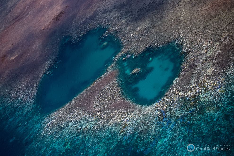 Australia, i colori della Grande barriera si spengono: è grave il pericolo sbiancamento