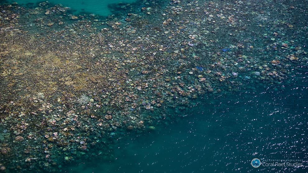 Australia, i colori della Grande barriera si spengono: è grave il pericolo sbiancamento