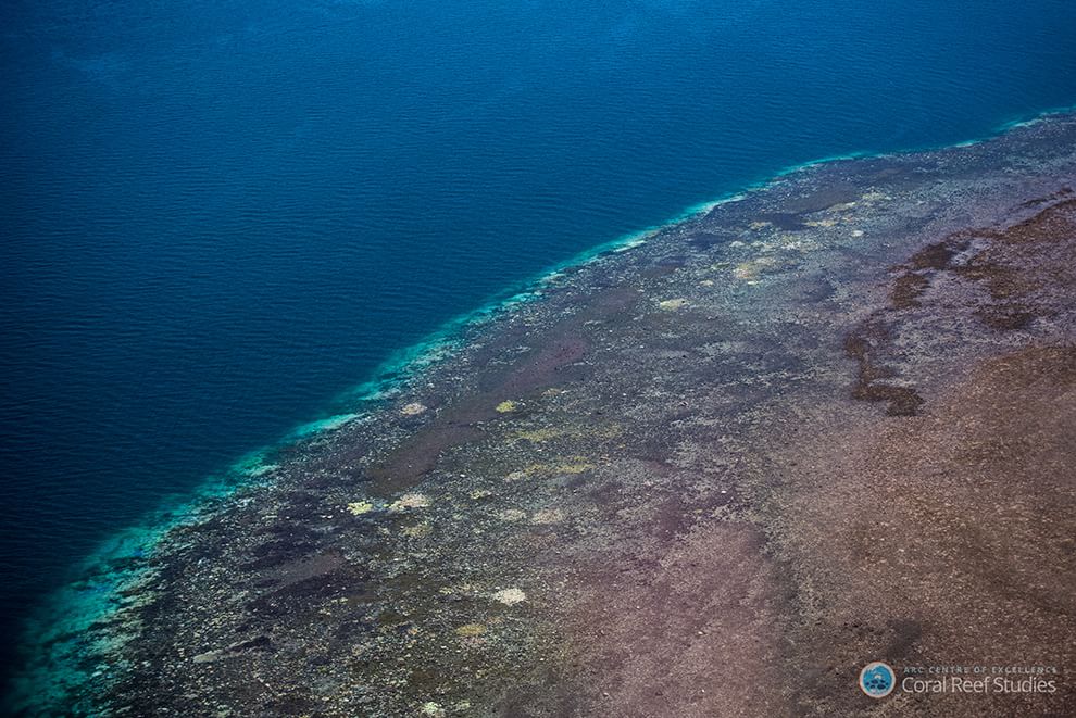 Australia, i colori della Grande barriera si spengono: è grave il pericolo sbiancamento