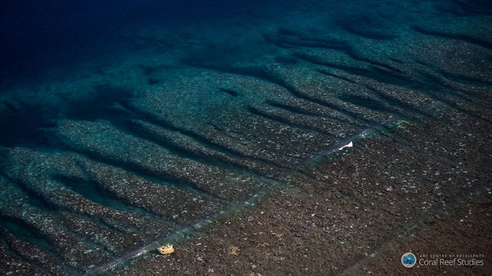 Australia, i colori della Grande barriera si spengono: è grave il pericolo sbiancamento