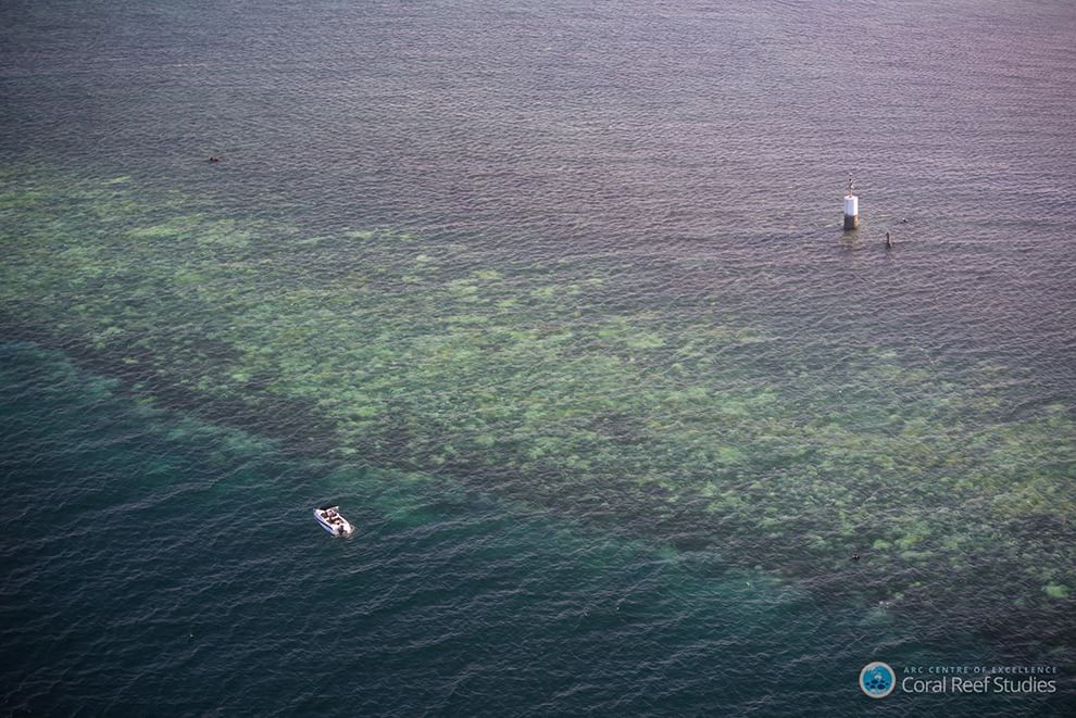 Australia, i colori della Grande barriera si spengono: è grave il pericolo sbiancamento