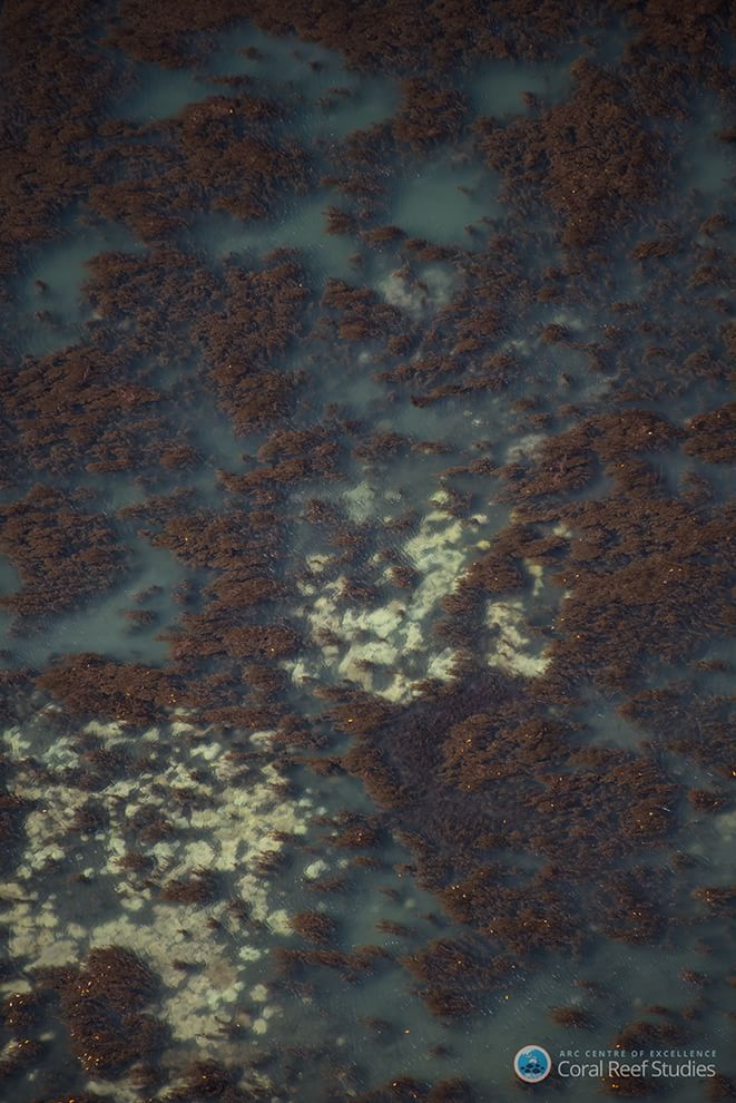 Australia, i colori della Grande barriera si spengono: è grave il pericolo sbiancamento