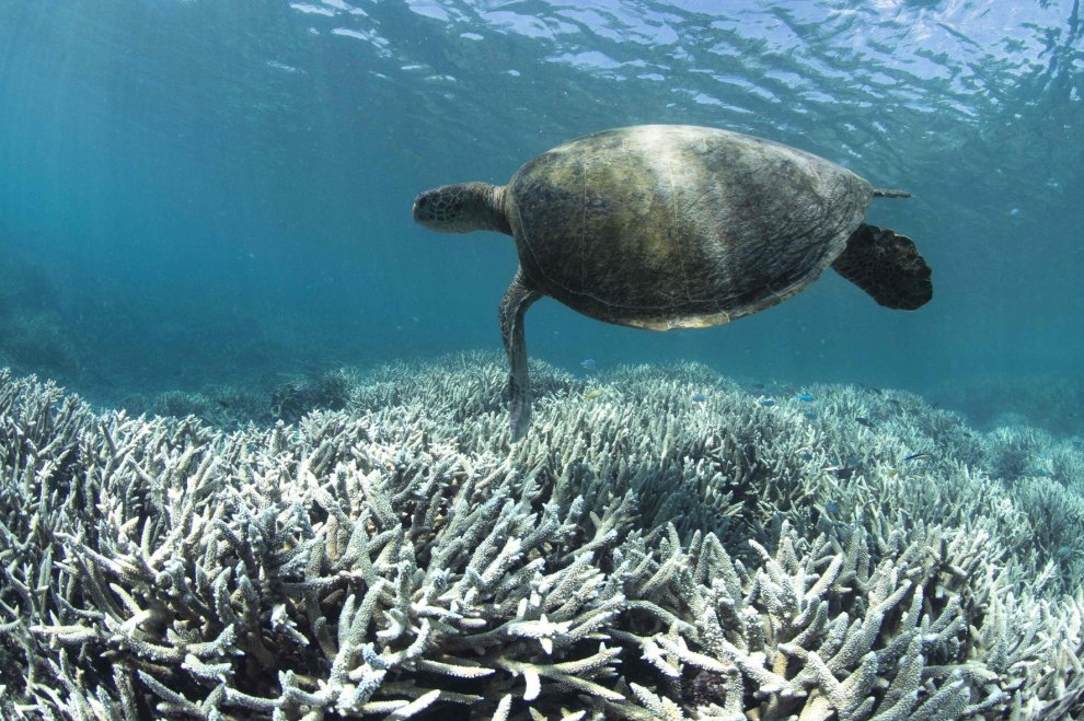 Australia, i colori della Grande barriera si spengono: è grave il pericolo sbiancamento