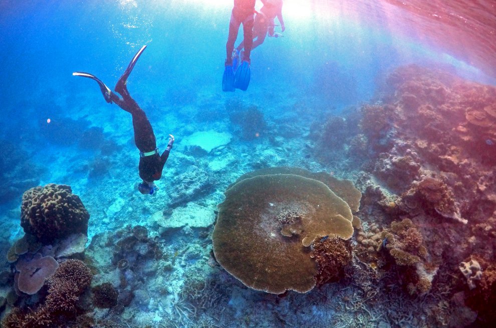Australia, i colori della Grande barriera si spengono: è grave il pericolo sbiancamento